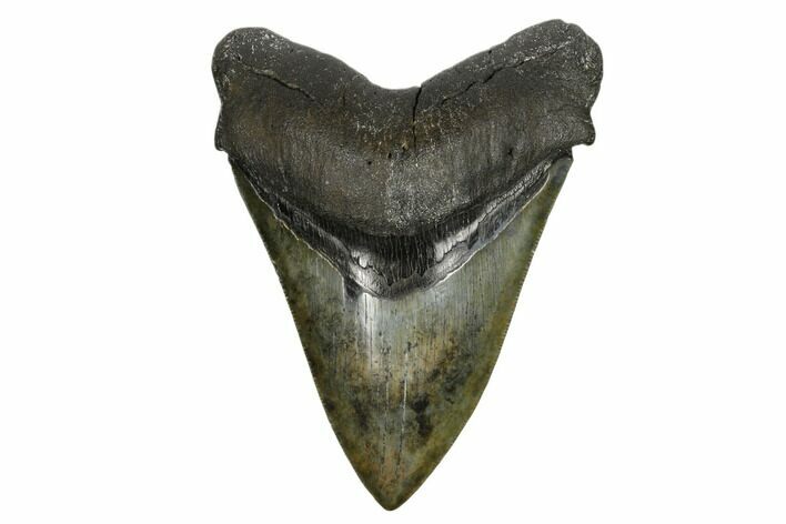 Fossil Megalodon Tooth - South Carolina #178805